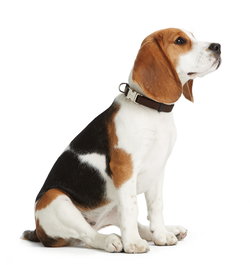 Hunter Collar Vario Basic Alu-Strong XL Cuello 45-65 cm Marrón